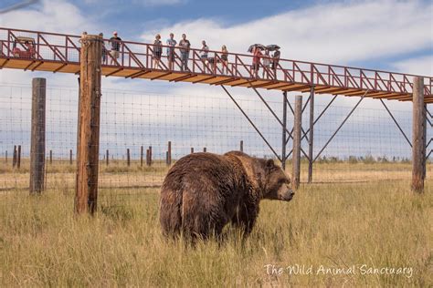 Animal sanctuary colorado - Learn all about The Wild Animal Sanctuary's new 9684 acre Wildlife Refuge...
